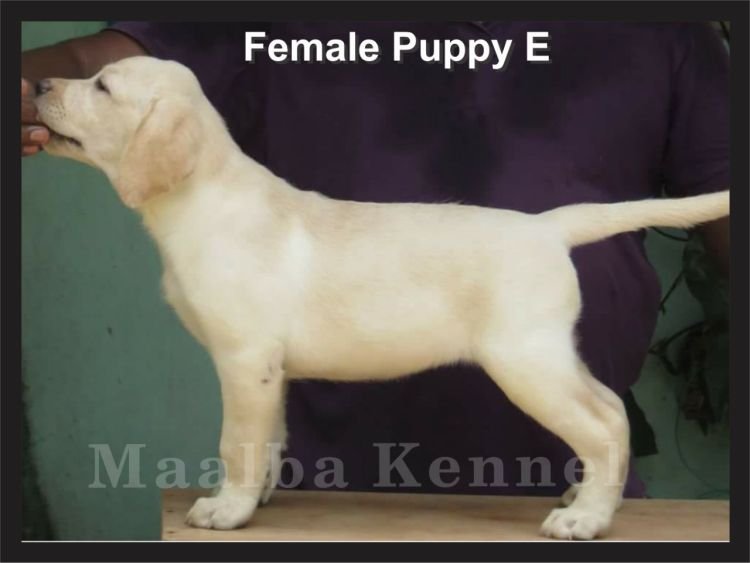 DogsIndia - Labrador - Maalba Kennels