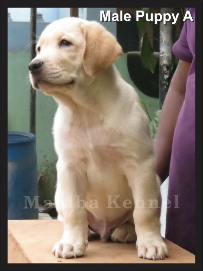 DogsIndia - Labrador - Maalba Kennels
