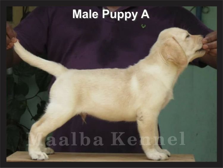 DogsIndia - Labrador - Maalba Kennels