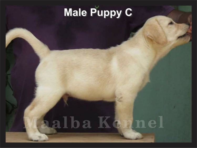 DogsIndia - Labrador - Maalba Kennels