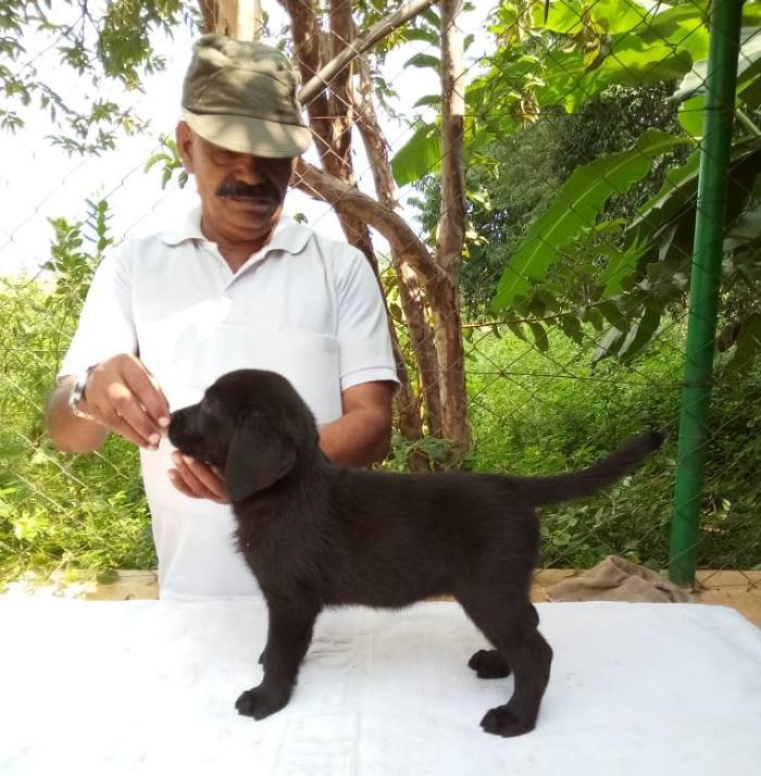 DogsIndia.com - Labrador Retriever - Mag Kennels