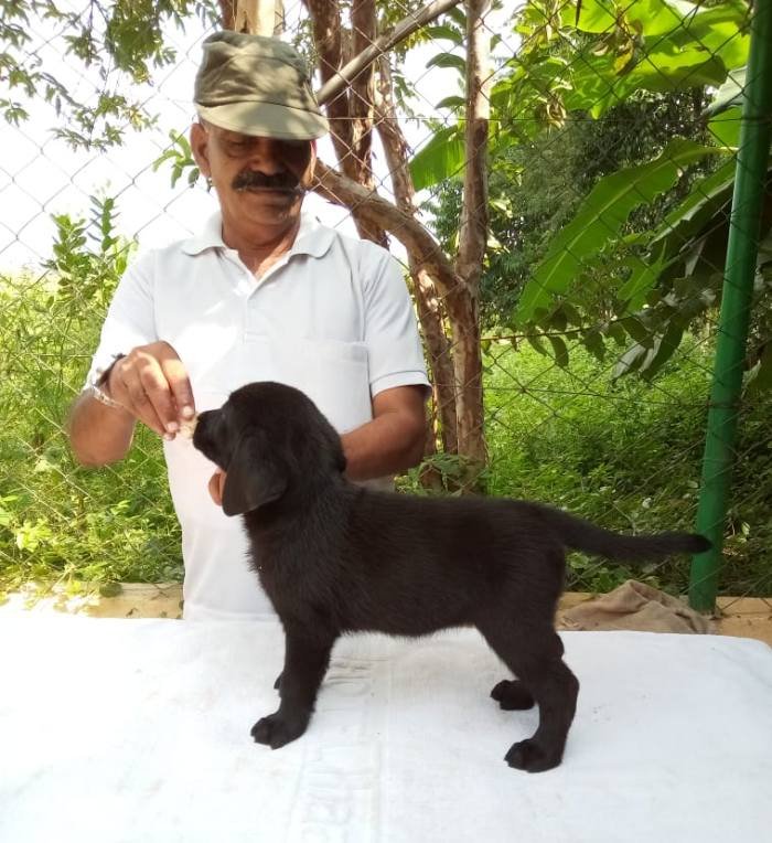DogsIndia.com - Labrador Retriever - Mag Kennels