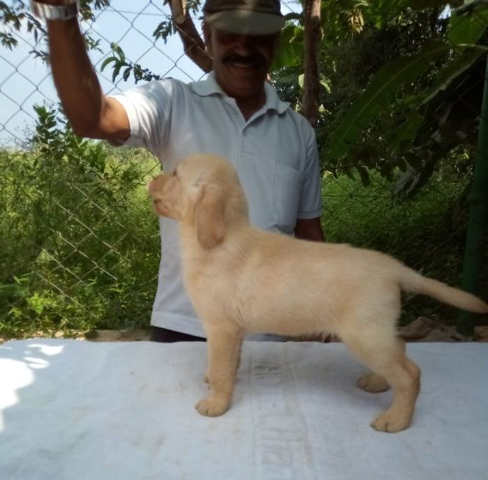 DogsIndia.com - Labrador Retriever - Mag Kennels