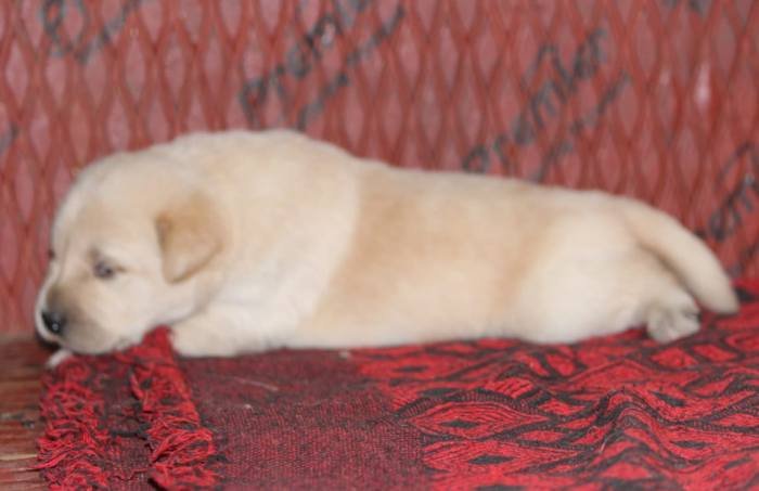 DogsIndia.com - Labrador Retriever - Mayaa Kennels