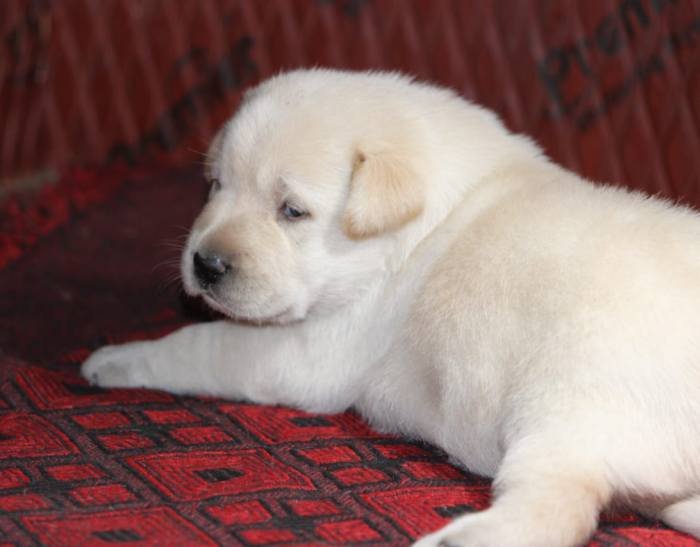 DogsIndia.com - Labrador Retriever - Mayaa Kennels