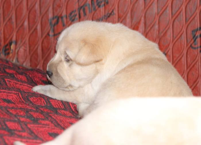 DogsIndia.com - Labrador Retriever - Mayaa Kennels