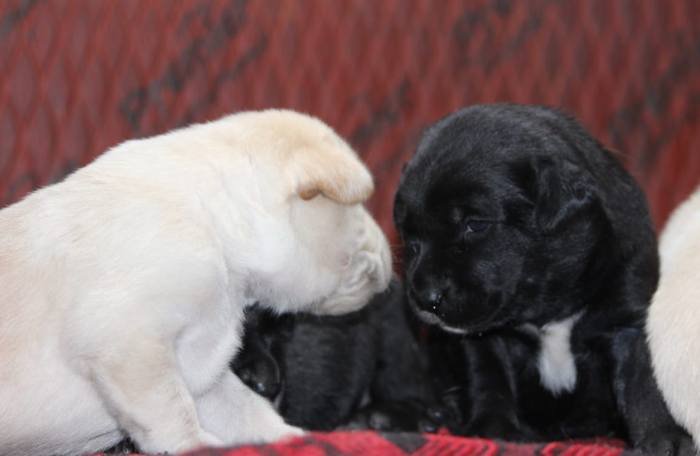 DogsIndia.com - Labrador Retriever - Mayaa Kennels
