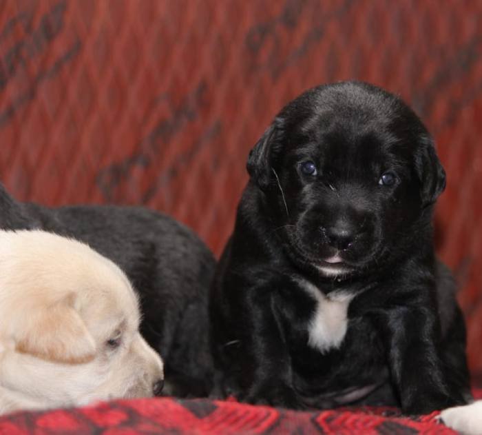 DogsIndia.com - Labrador Retriever - Mayaa Kennels