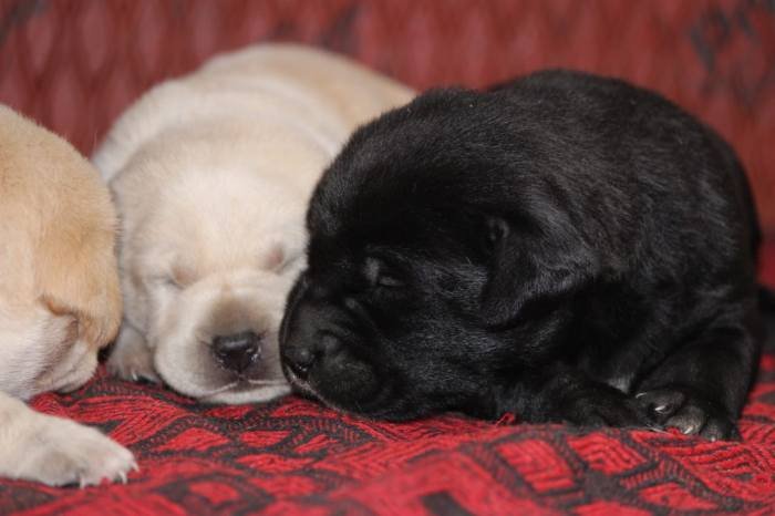 DogsIndia.com - Labrador Retriever - Mayaa Kennels