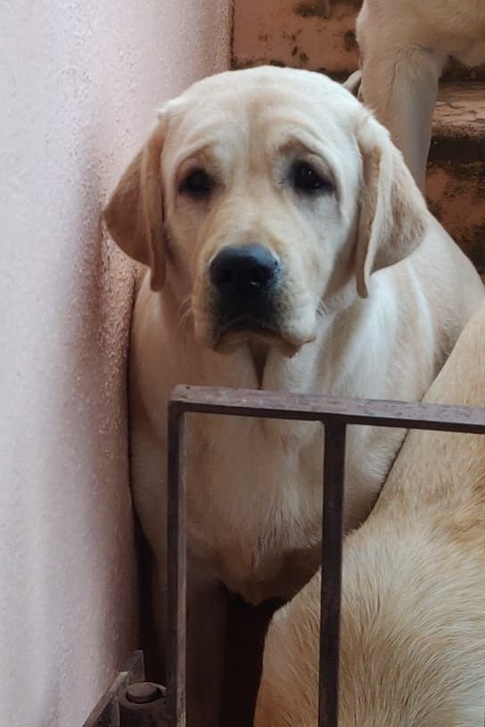 DogsIndia.com - Labrador Retriever - Muthu Kumar