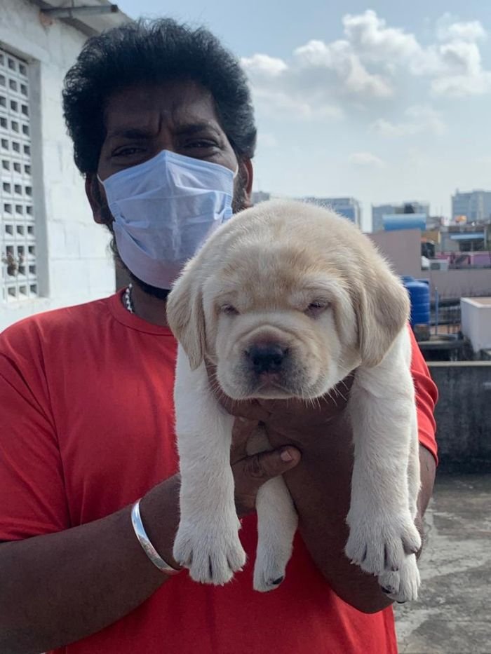 DogsIndia.com - Labrador Retriever - Muthu Kumar