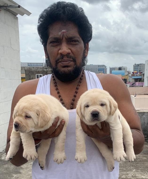 DogsIndia.com - Labrador Retriever - Muthu Kumar