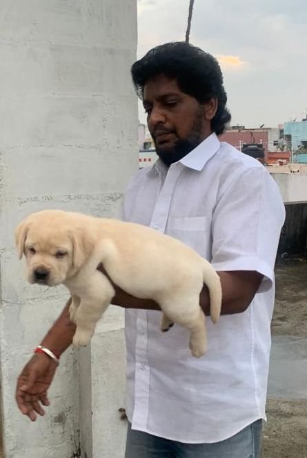 DogsIndia.com - Labrador Retriever - Muthu Kumar