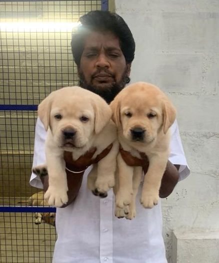 DogsIndia.com - Labrador Retriever - Muthu Kumar