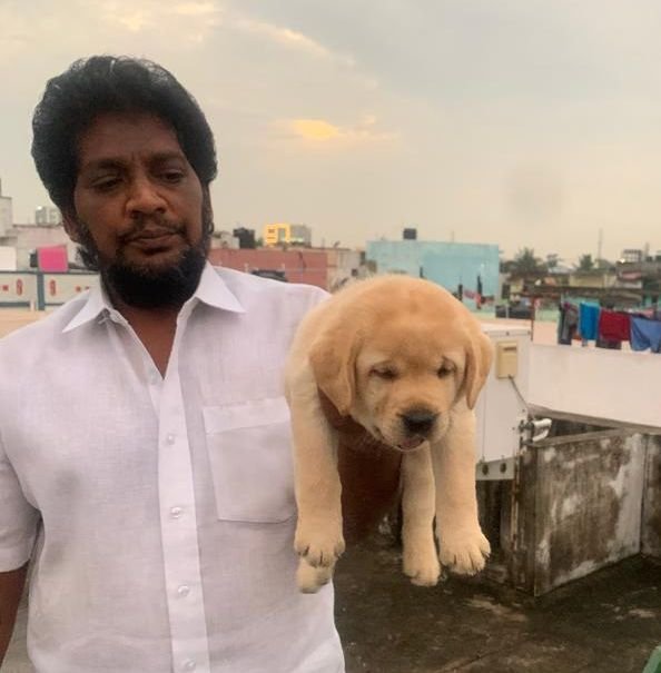 DogsIndia.com - Labrador Retriever - Muthu Kumar