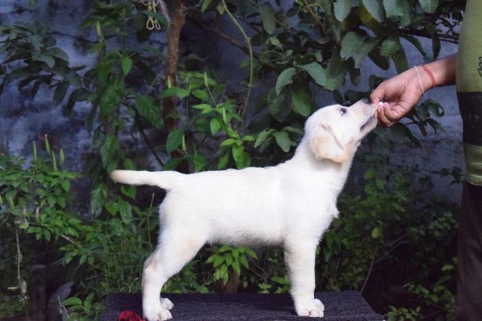 DogsIndia.com - Labrador Retriever - K.S.Nadh