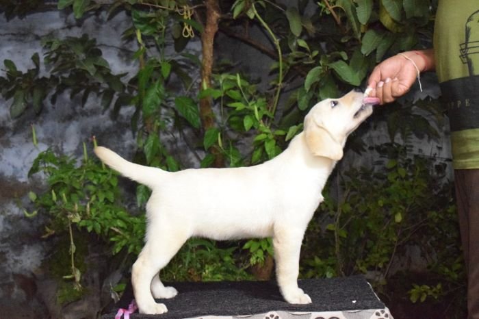 DogsIndia.com - Labrador Retriever - K.S.Nadh