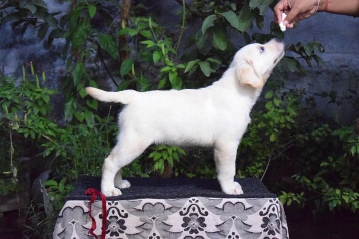 DogsIndia.com - Labrador Retriever - K.S.Nadh