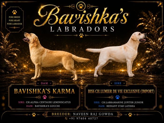DogsIndia.com - Labrador - Naveen