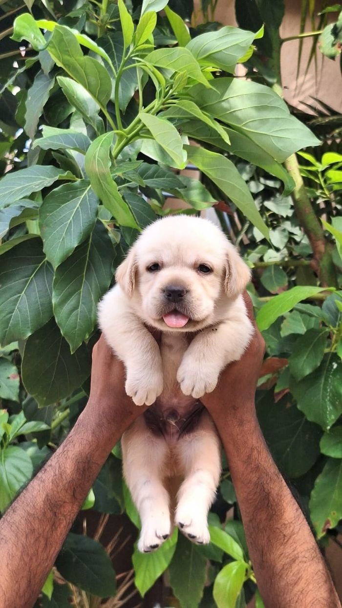 DogsIndia.com - Labrador - Naveen