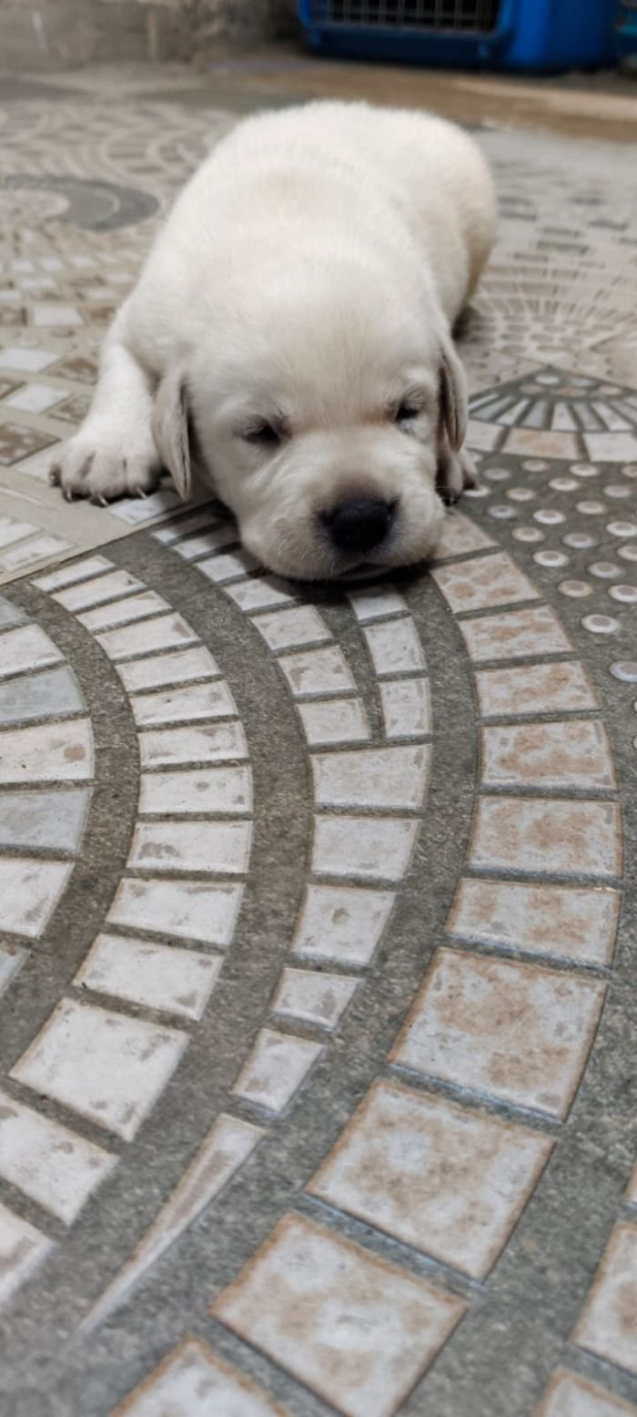 DogsIndia.com - Labrador - Naveen