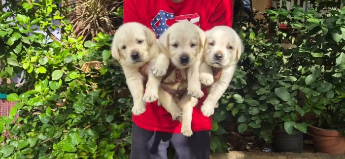 DogsIndia.com - Labrador - Naveen