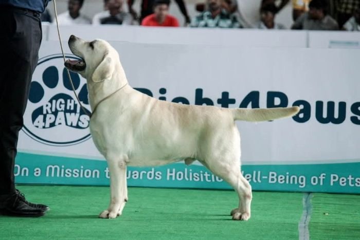 DogsIndia.com - Labrador - Naveen