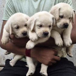 DogsIndia.com - Labrador - Naveen