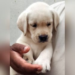 DogsIndia.com - Labrador - Naveen
