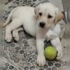 DogsIndia.com - Labrador - Naveen