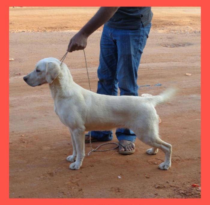 DogsIndia.com - Labrador Retriever - Nirmal