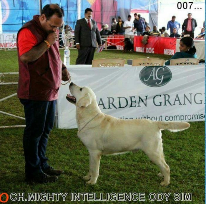 DogsIndia.com - Labrador Retriever - Nirmal