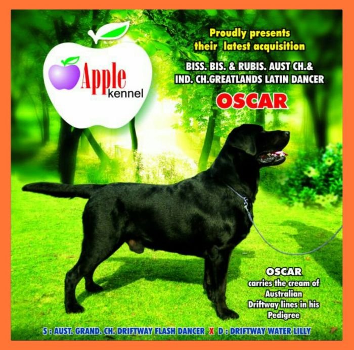 DogsIndia.com - Labrador Retriever - Nirmal