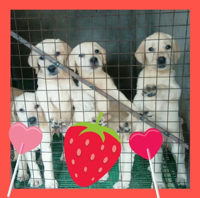 DogsIndia.com - Labrador Retriever - Nirmal