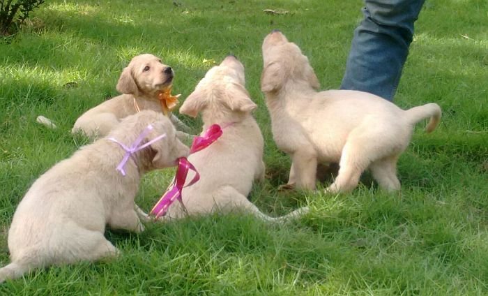 DogsIndia.com - Labrador Retriever - Nirmal