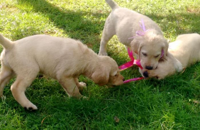 DogsIndia.com - Labrador Retriever - Nirmal