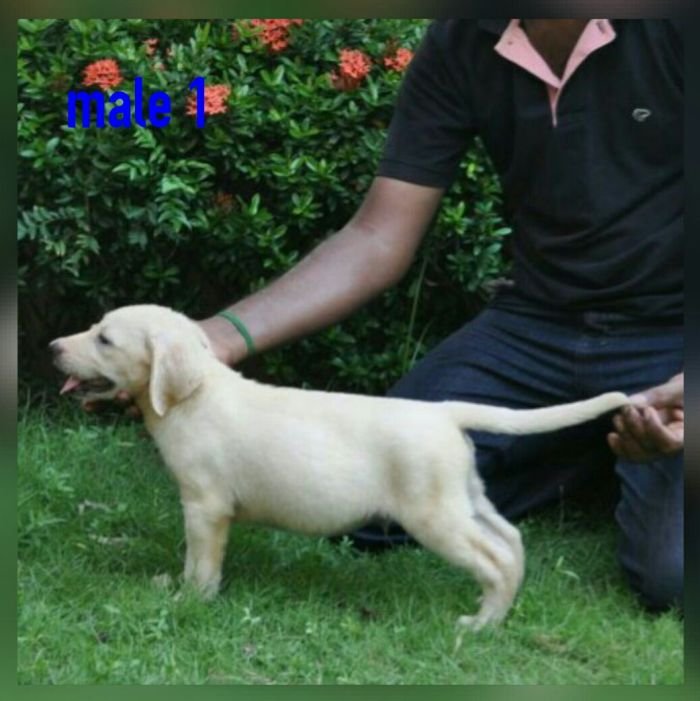 DogsIndia.com - Labrador Retriever - Nirmal