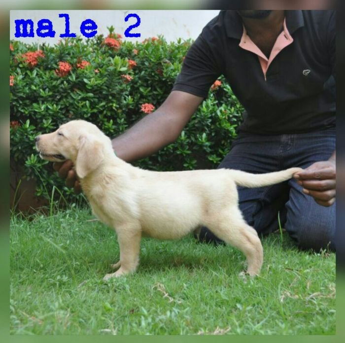 DogsIndia.com - Labrador Retriever - Nirmal
