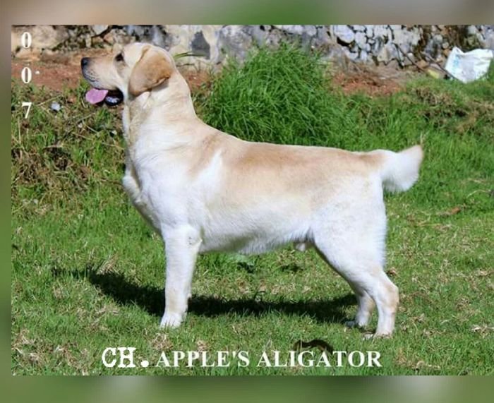 DogsIndia.com - Labrador Retriever - Nirmal