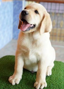 DogsIndia.com - Labrador Retriever - Nishmaar's Kennel