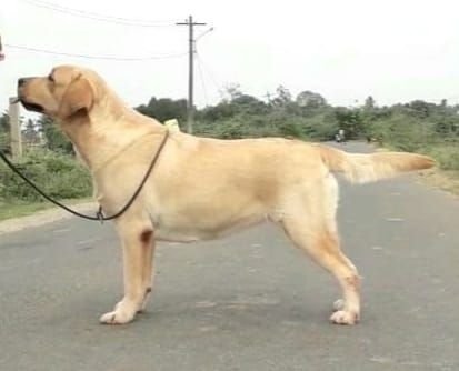 DogsIndia.com  Labrador Retriever  Nishmaar's Kennel