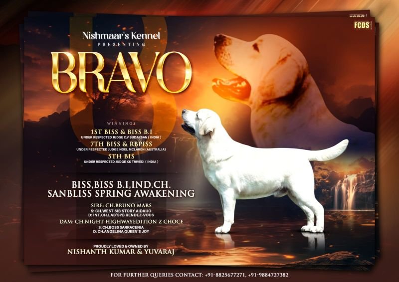 DogsIndia.com  Labrador Retriever  Nishmaar's Kennel