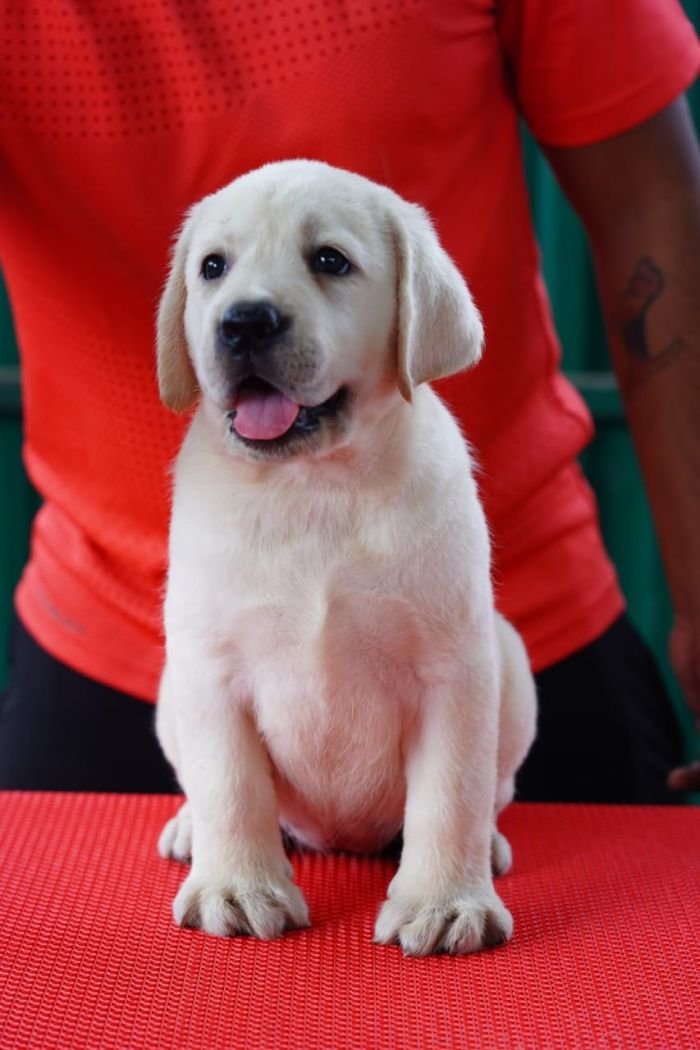 DogsIndia.com  Labrador Retriever  Nishmaar's Kennel