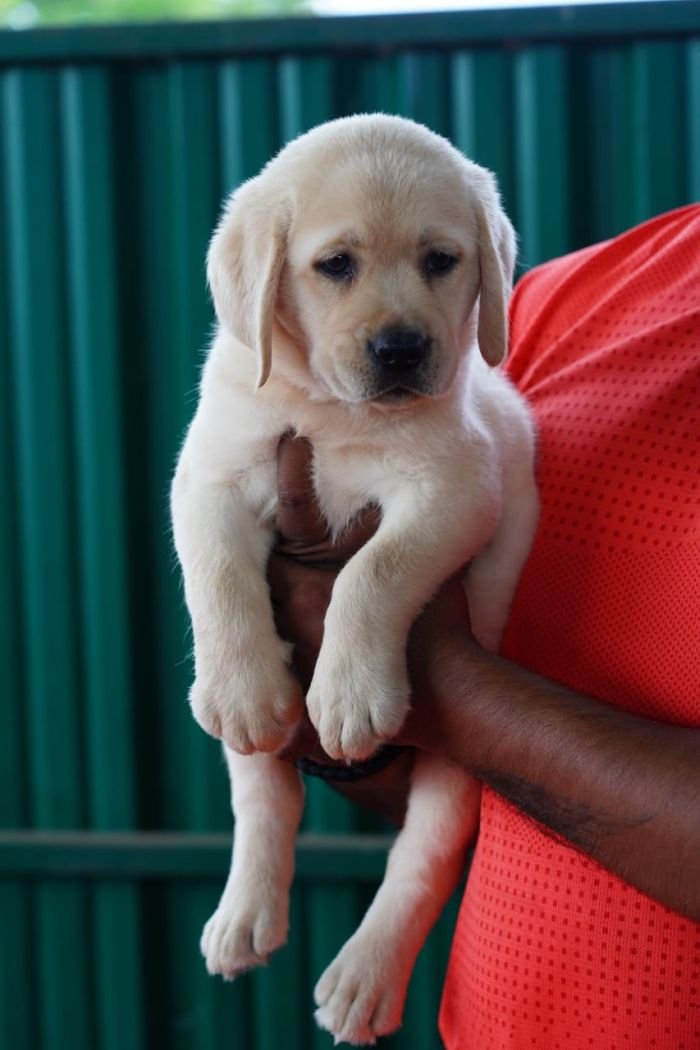 DogsIndia.com  Labrador Retriever  Nishmaar's Kennel