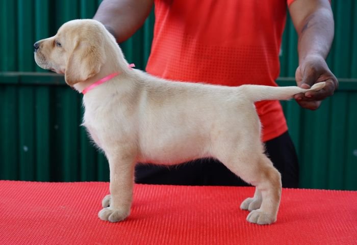 DogsIndia.com  Labrador Retriever  Nishmaar's Kennel