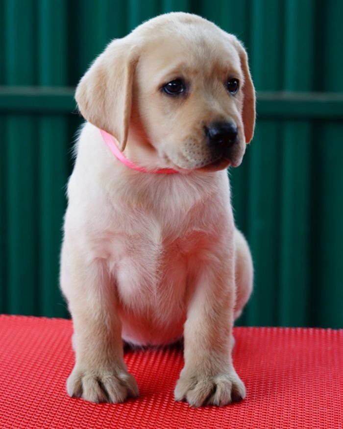 DogsIndia.com  Labrador Retriever  Nishmaar's Kennel