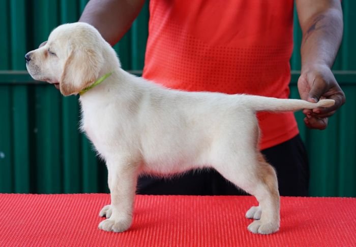 DogsIndia.com  Labrador Retriever  Nishmaar's Kennel