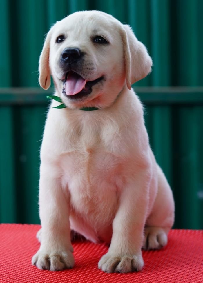 DogsIndia.com  Labrador Retriever  Nishmaar's Kennel