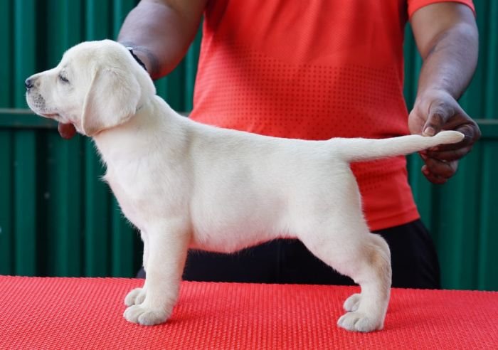 DogsIndia.com  Labrador Retriever  Nishmaar's Kennel
