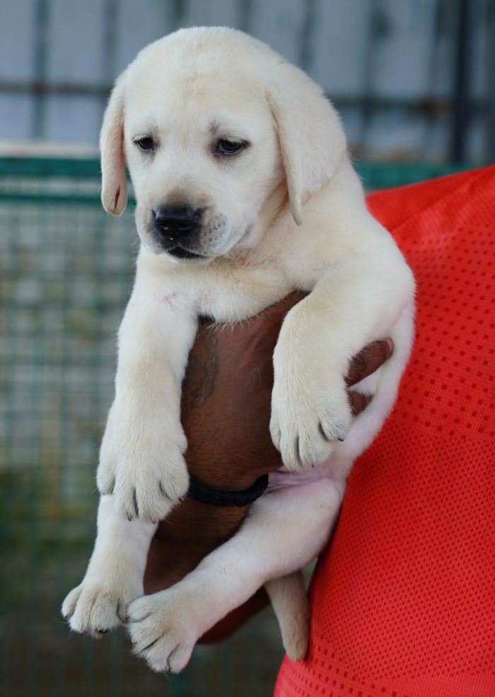 DogsIndia.com  Labrador Retriever  Nishmaar's Kennel